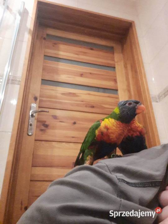 Lorysy tęczowe pary dorosłe i młode małopolskie Skała