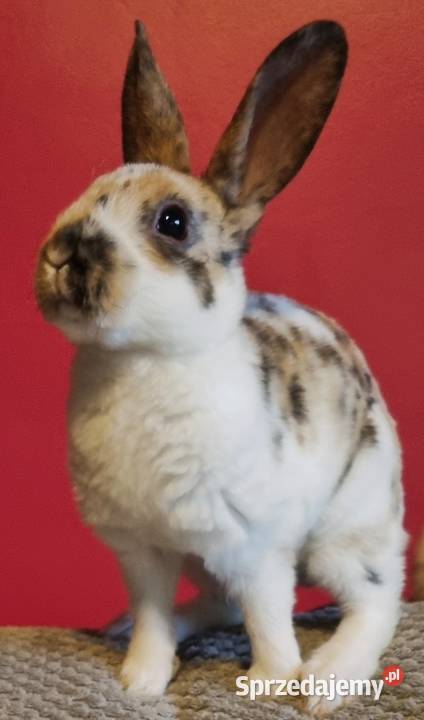 Królik Mini Rex trójbarwny Katowice