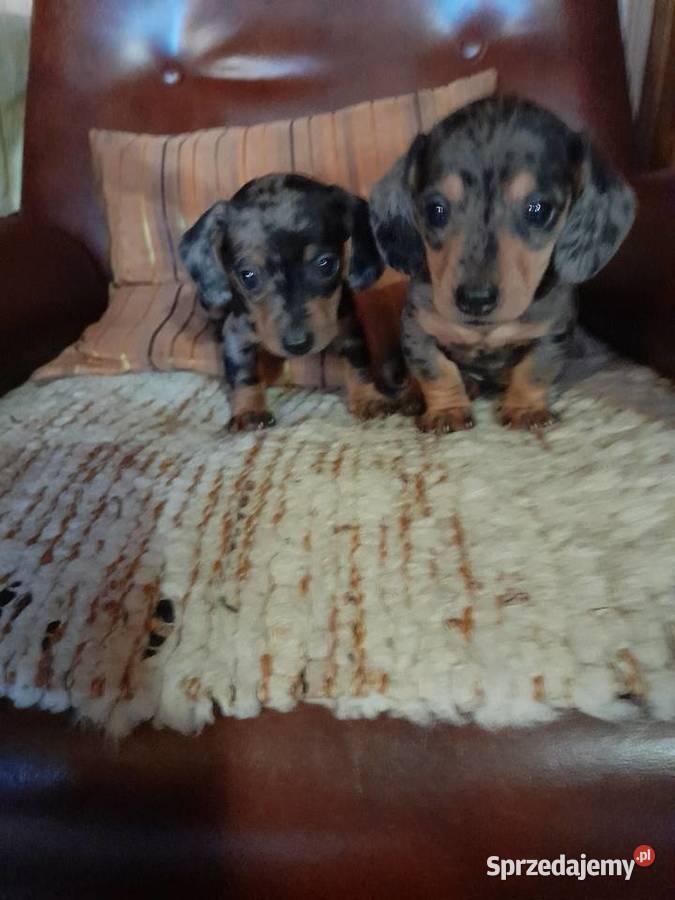 Jamnik krótkowłosy merle