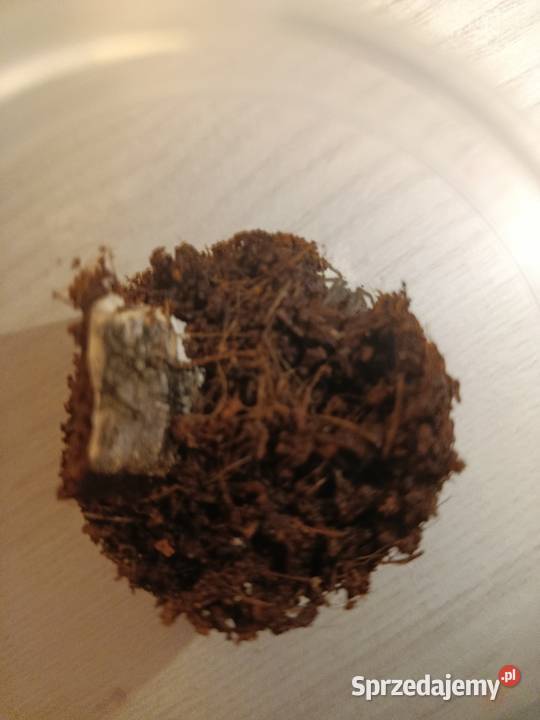 Wymienię 5 ptaszników Pozostałe Ciechanów