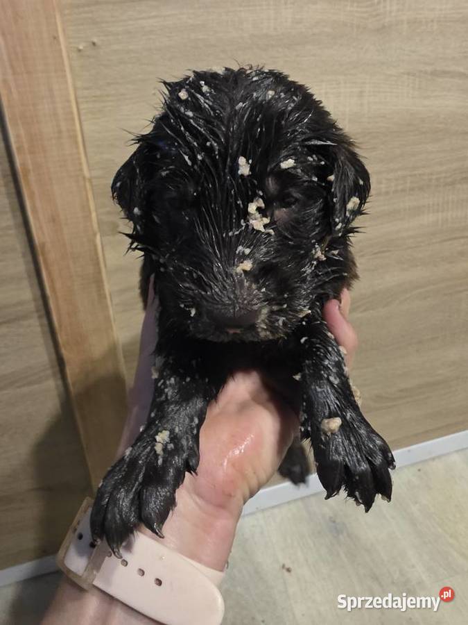Flat Coated Retriever FCI Gorzów Wielkopolski