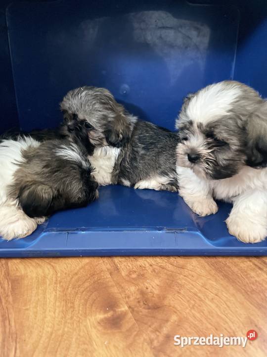 Śliczne szczeniaki Shih Tzu Granowo