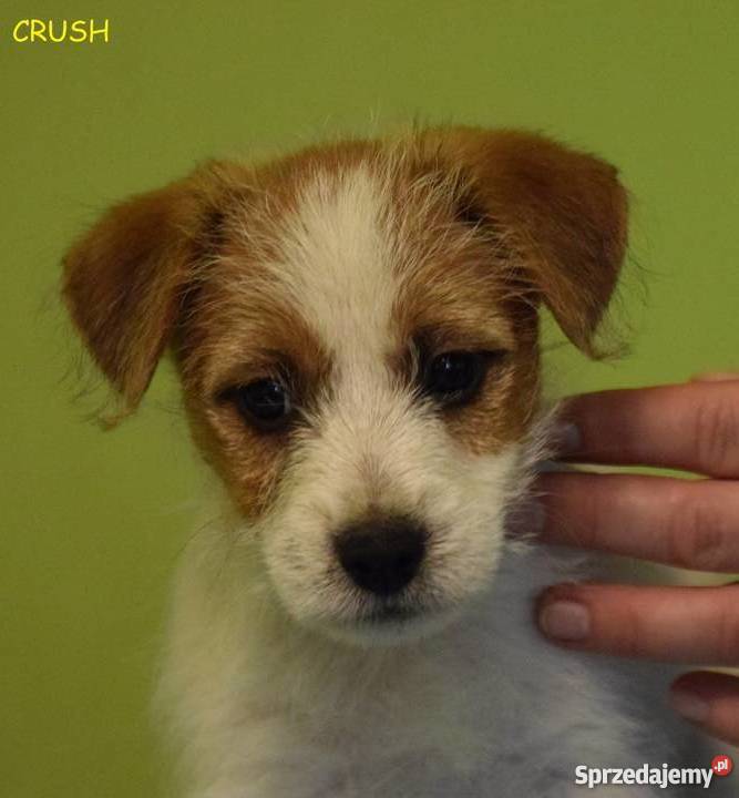 Jack Russell Terrier szczenięta z rodowodem ZKwP Warszawa