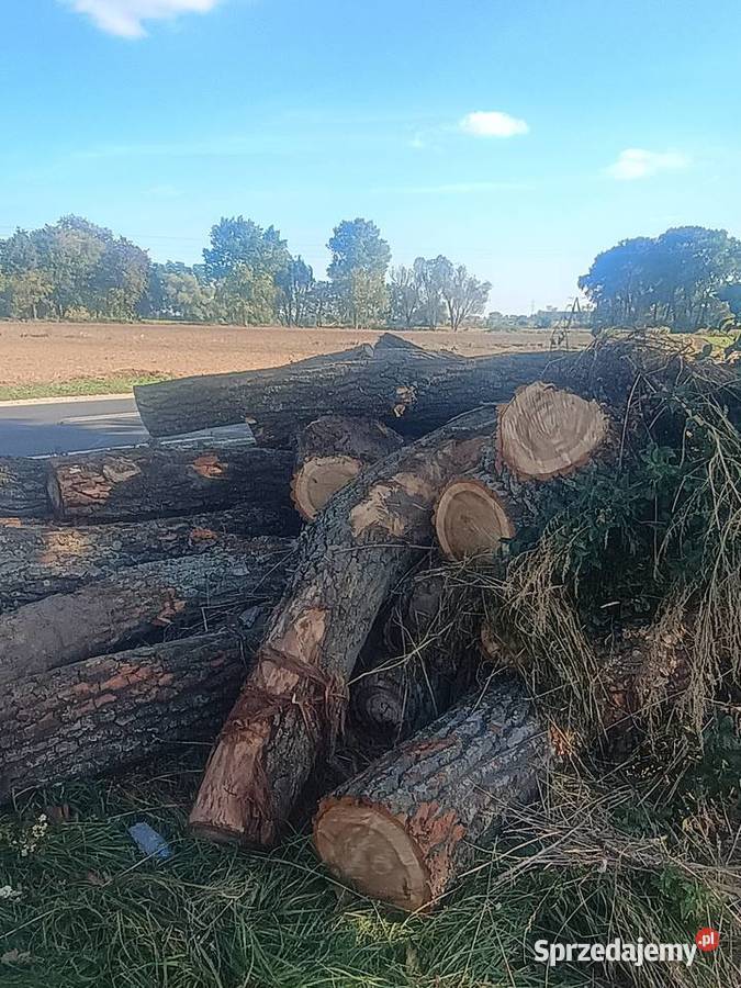 Drzewo topola Pakość