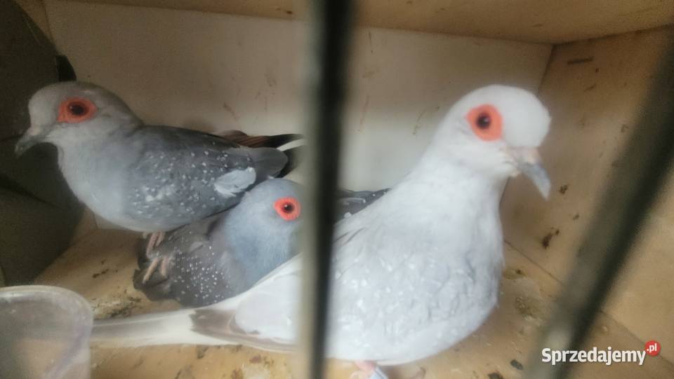 Gołąbki diamentowe Zwierzęta małopolskie Wieliczka