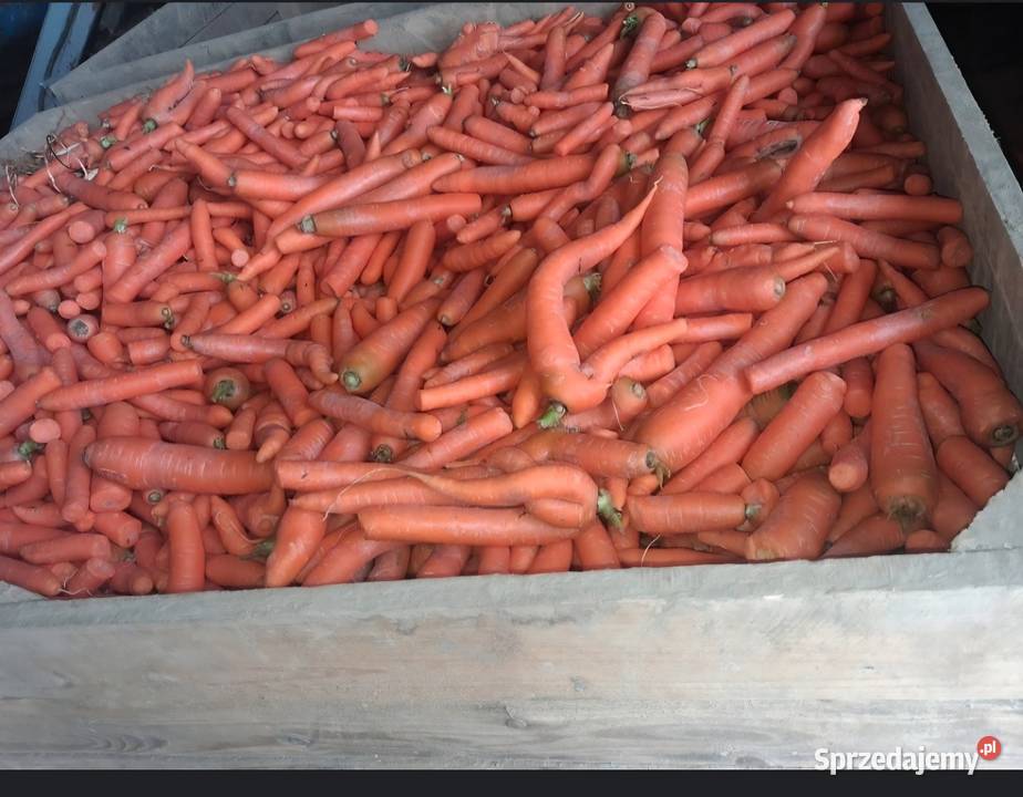 Marchew myta odpadowa Wolbrom