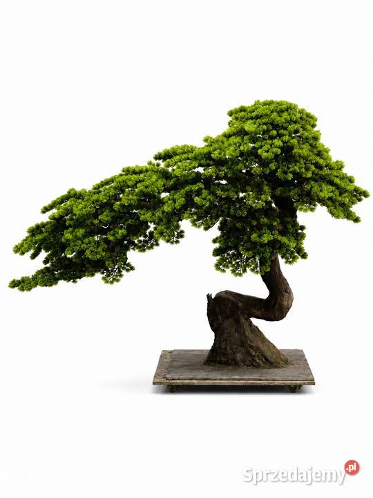 Sztuczne drzewko bonsai 150 x 200 nowoczesna małopolskie Golkowice