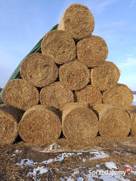 słoma pszenna