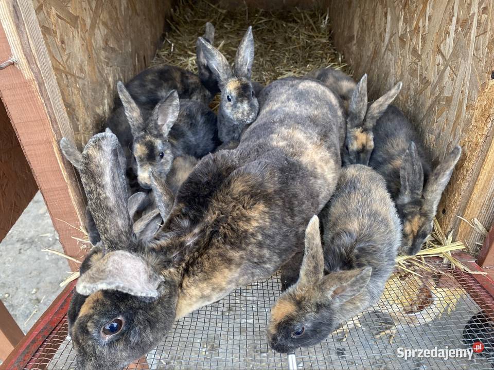 Króliki Rexy Belgi miniaturki Króliki Króliki