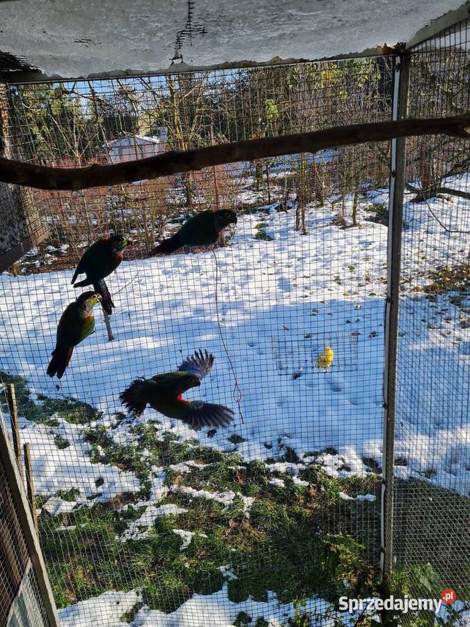 Krasnopiórki krageny kozy Kraków