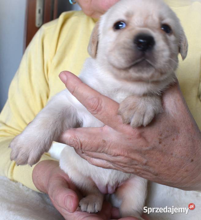 Zdrowe piękne mądre suczki Labrador ZKwP Myszków