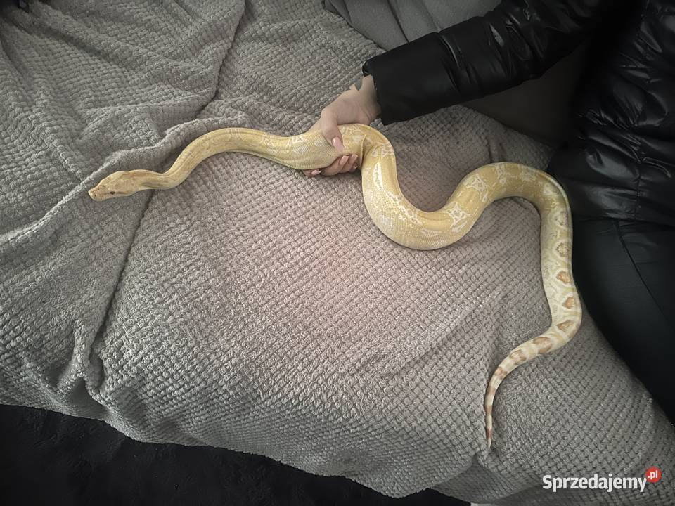 Boa Cesarski Sharp Albino Goleniów sprzedam