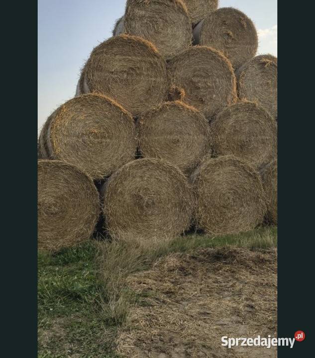 Słoma żytnia bele mazowieckie Gołków