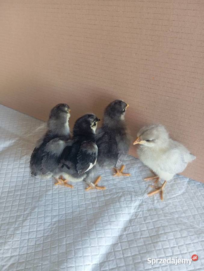 Kurczaki Silverudd Marans Tęczanka Czernichowska lubuskie Stare Kurowo