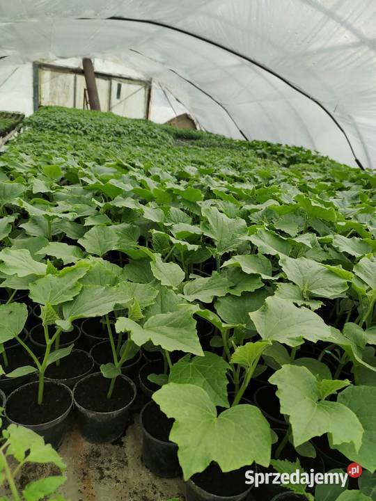 Rozsada Pomidory Ogórki małopolskie Glew