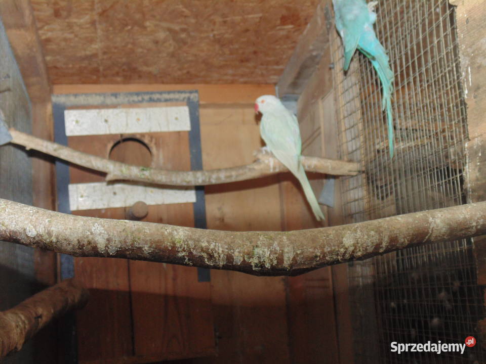 rozela królewska Racibórz sprzedam