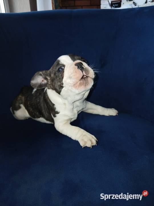 Buldog francuski piesek Przeczów sprzedam