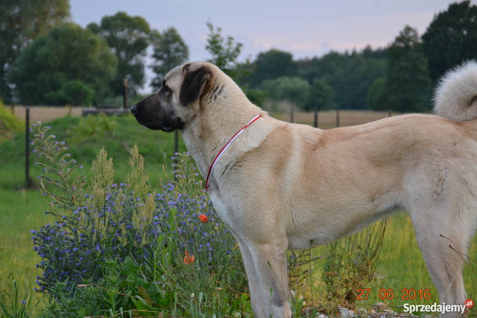kangal anatolian ZKwP FCI piesek Wschowa