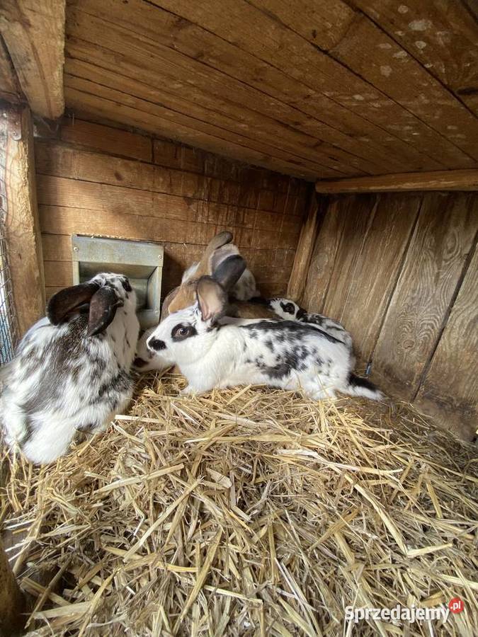 Króliki Gryzonie Podbiele