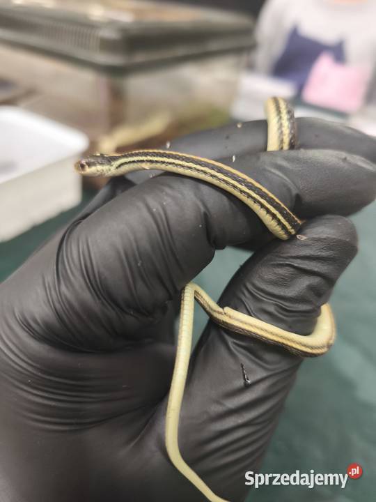 wąż Thamnophis spp młody osobnik samiec Wałbrzych