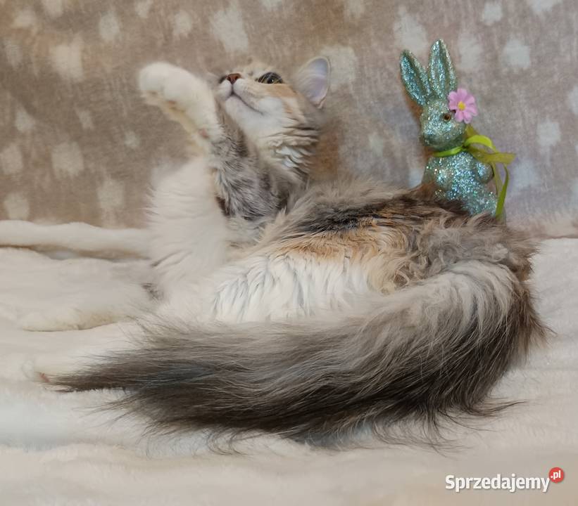 Koty Syberyjskie MAGIA ZKolakowegoDomu Kwilcz