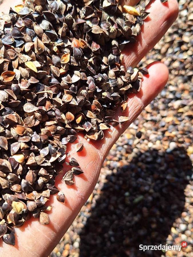 Sprzedam grykę centrali Małogoszcz