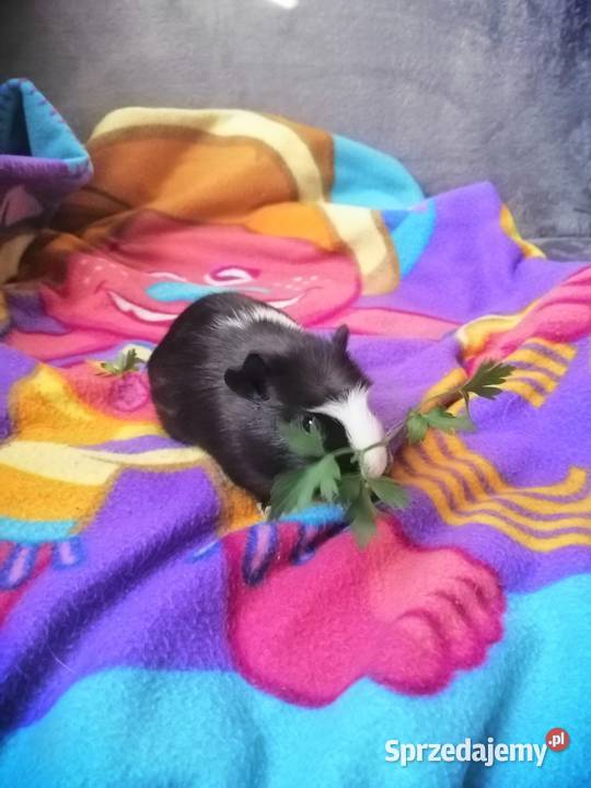 Sprzedam świnkę morska samca sprzedam