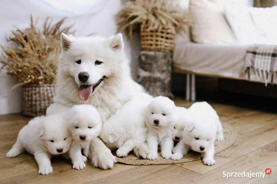 Samoyed Nowe Rybie