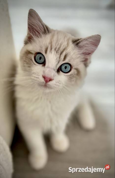 Ragdoll śliczny chłopczyk Łódź