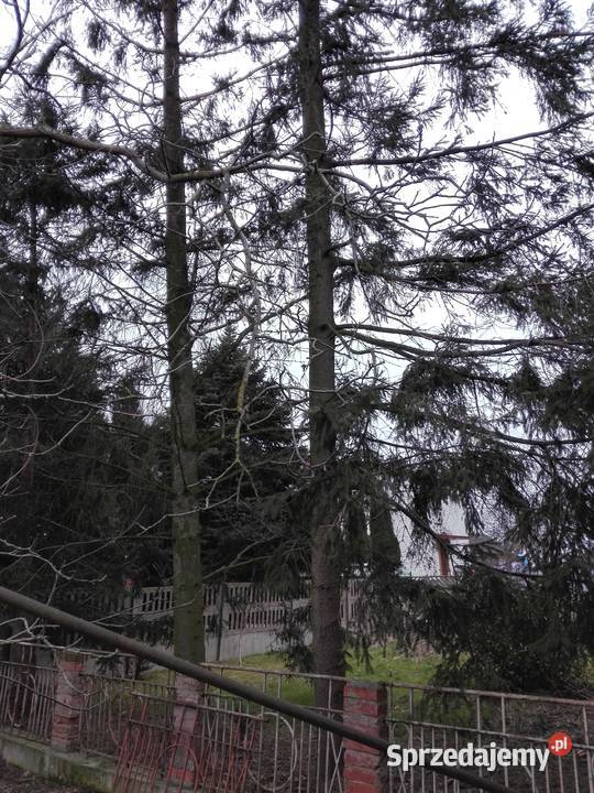 Sprzedam drewno na pniu świerki i sosny Pęczniew