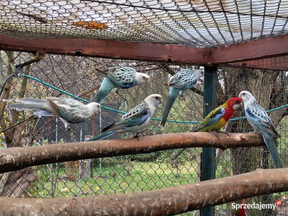 Rozelle Białolice 2025 Borowo