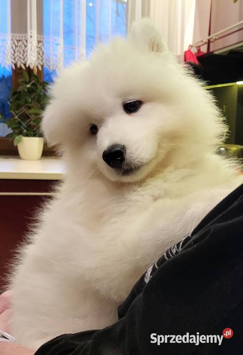 Samoyed z rodowodem ZKwP wystawowe Jacków