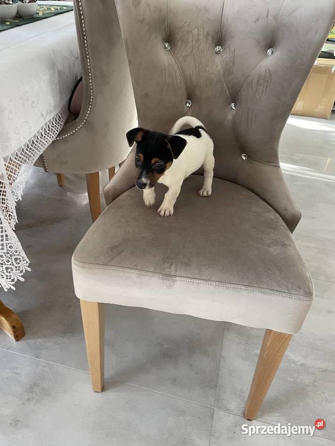 Jack Russell Terrier szczeniaki Częstochowa