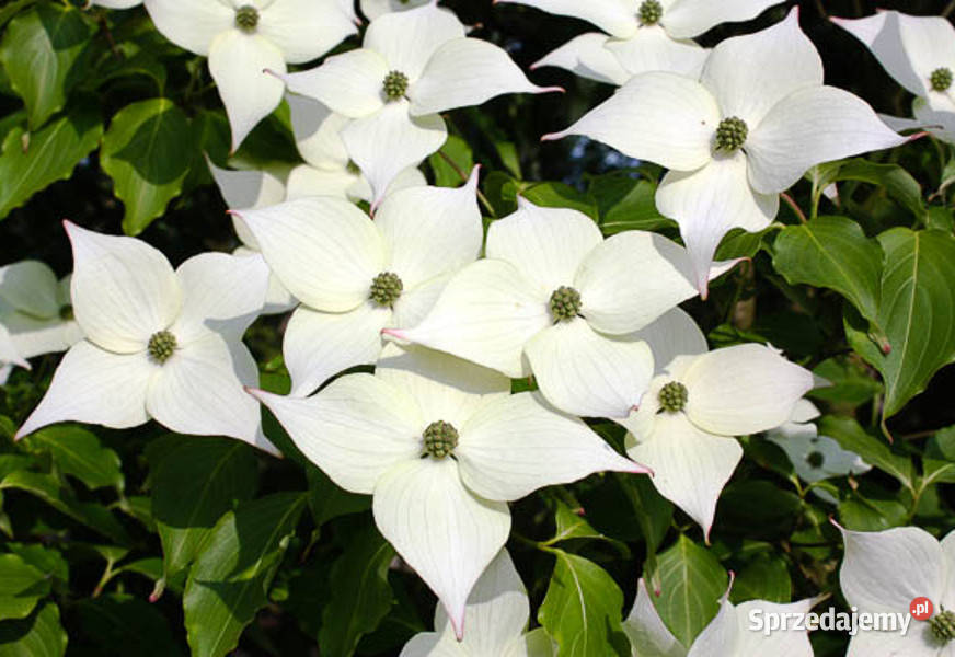 DEREŃ KAUSA CHINSKI Cornus kausa chinensis Lubanie
