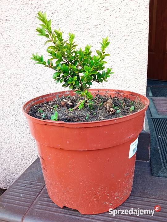 Mahonia i inne krzewy i iglaki Białystok