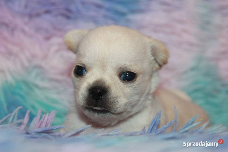 Chihuahua długowłosy chłopiec ZKwP FCI Prawdziwy zachodniopomorskie Świnoujście