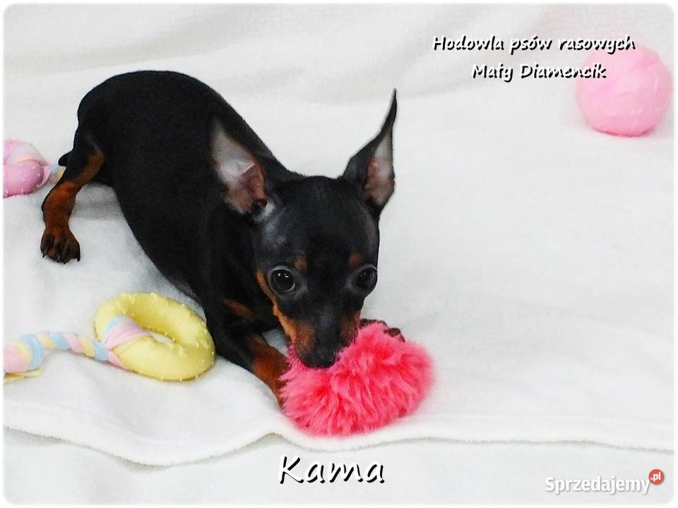 Pinczer miniaturowy Ratlerek Suczka KAMA z Żary