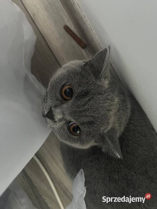 Kotka Brytyjska Niebieska Krótkowłosa Tarnów