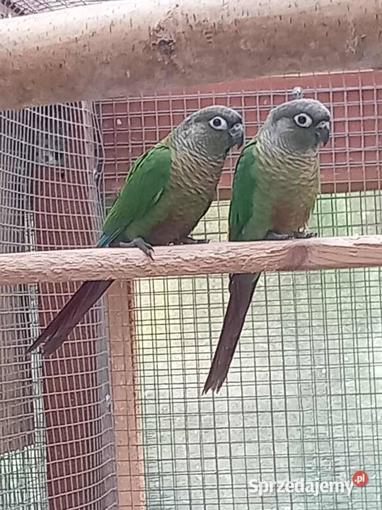 Sprzedam rudosterki Ptaki mazowieckie Pilawa sprzedam