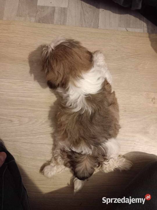 Szczeniaczek SHIHTZU samiec Reda