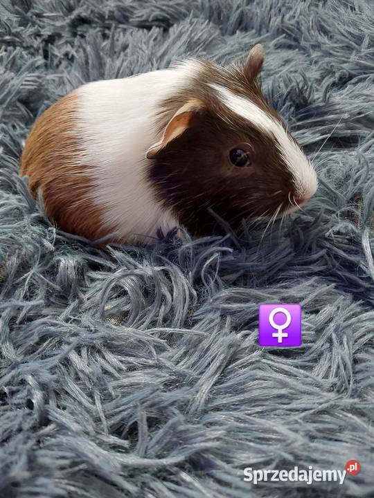 Świnki morskie rezerwacja Warszawa