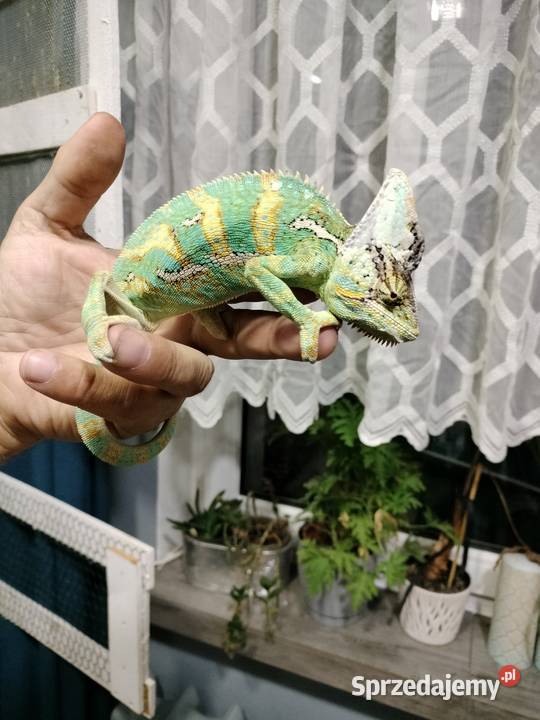 Młode kameleony Gady i płazy Rybnik
