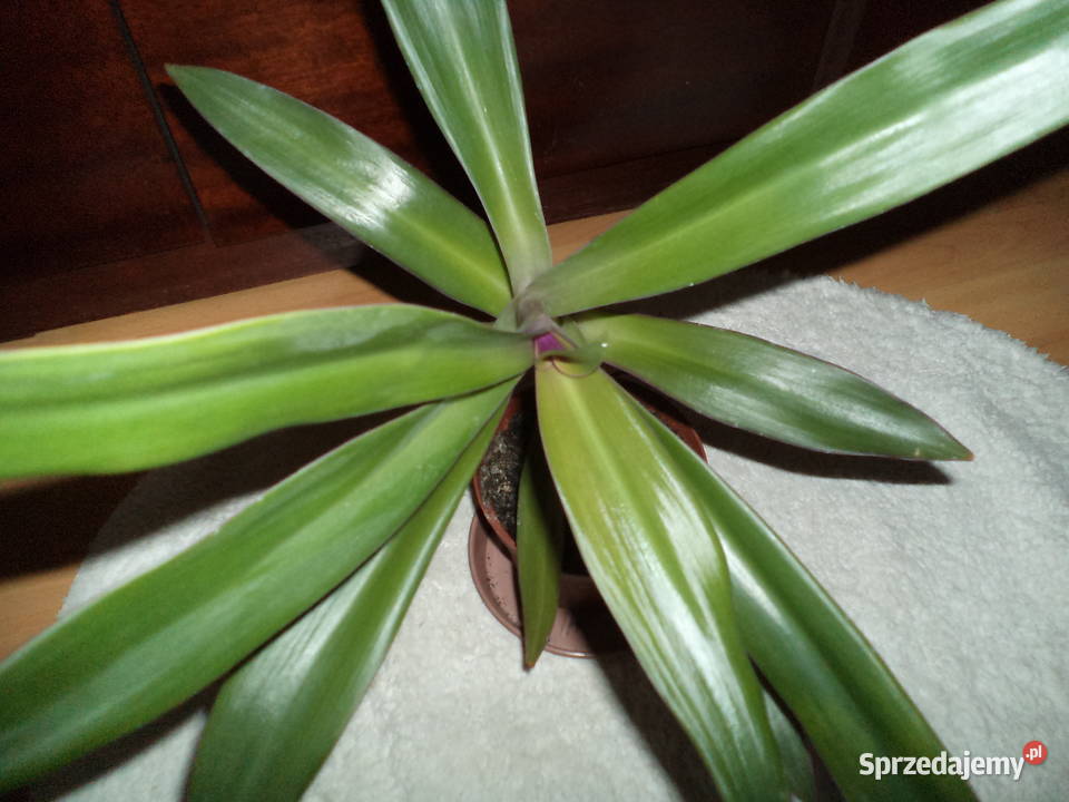 reo meksykańskie kwiat doniczkowy mazowieckie