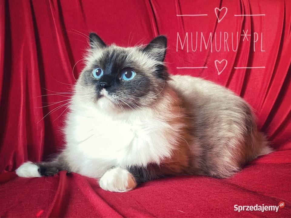 ragdoll wyjątkowy kocur hodowla FPL rodowód Ragdoll Gorzów Wielkopolski