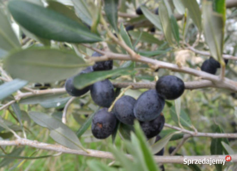 OLIWKA EUROPEJSKA Olea europea NASIONA 400 sztuk sprzedam