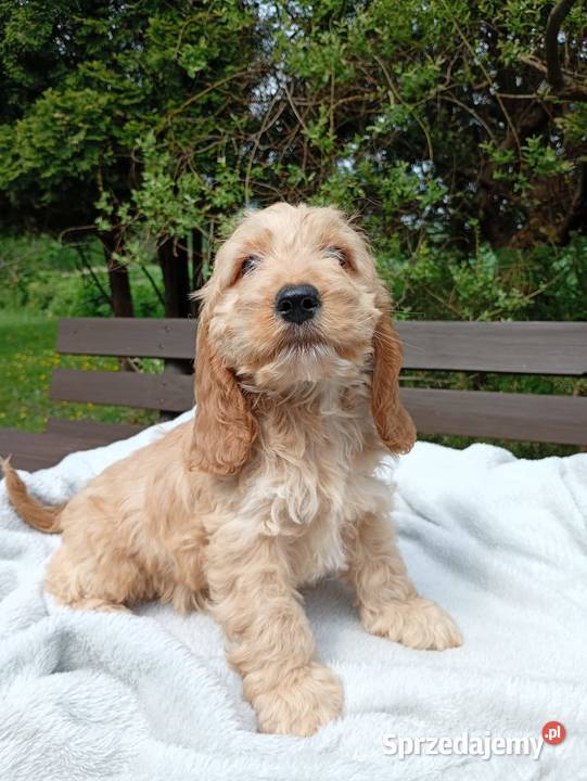 Cockapoo F1 suczki Pudel Cocker Spaniel Toruń