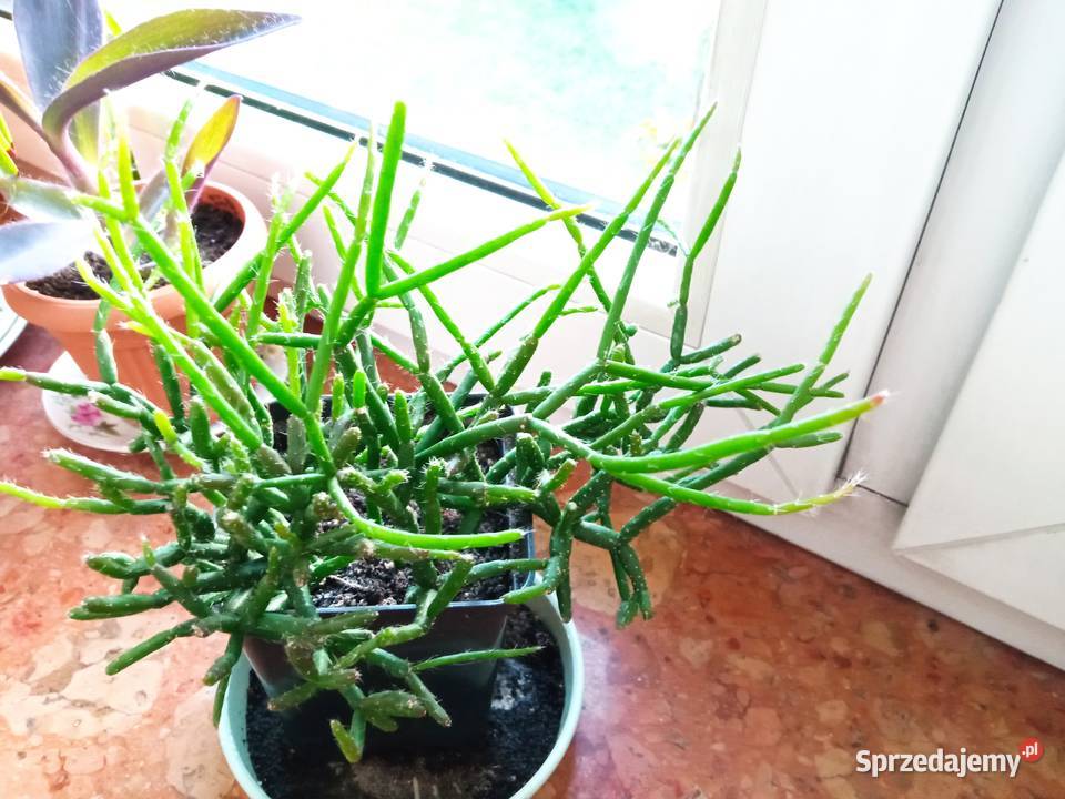 Kwiaty Patyczak i Zielone Białystok