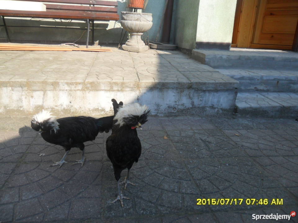 Koguciki Czubatka polska bezbroda Strzałkowo