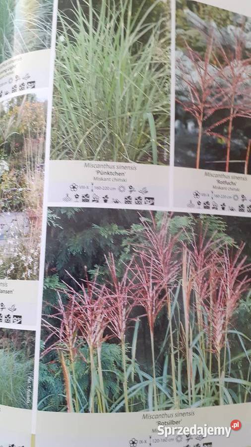 Trawy turzyce sity kosmatki Szczecin