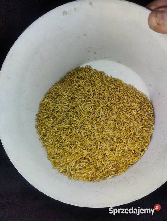 Sprzedam owies lubelskie Ostrów Lubelski